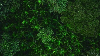 Into the Brazilian Amazon Still