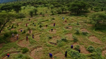 Restoring Global Biodiversity Cover